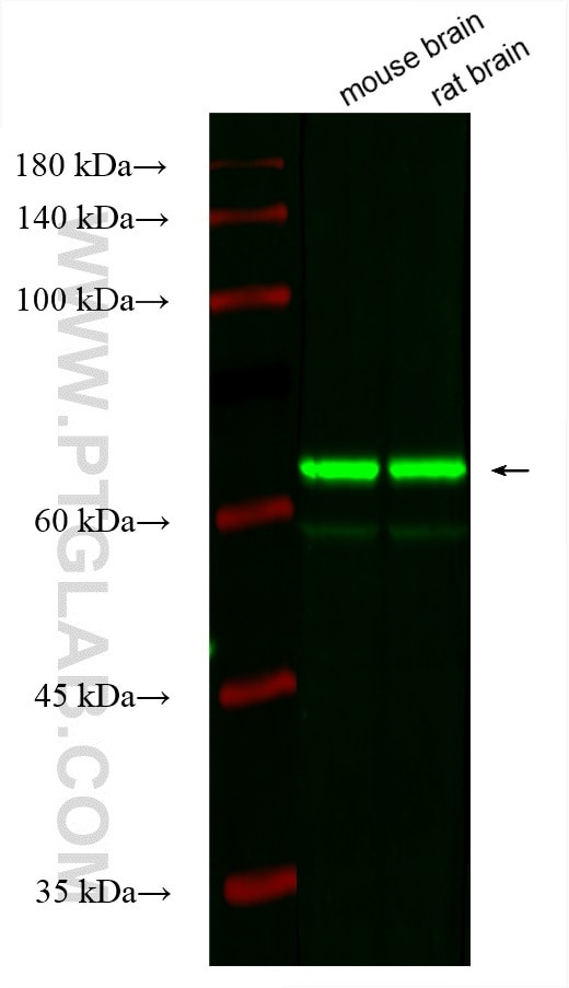 STXBP1 Antibody in Western Blot (WB)