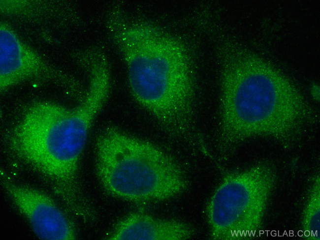 DRG2 Antibody in Immunocytochemistry (ICC/IF)