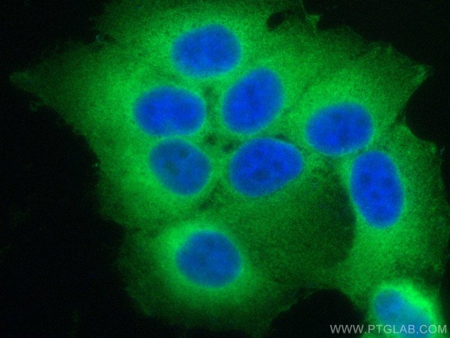 DNAJA1 Antibody in Immunocytochemistry (ICC/IF)