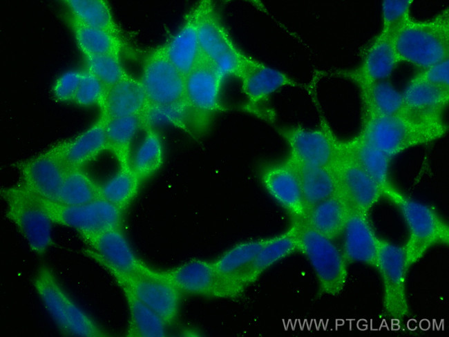 GNA13 Antibody in Immunocytochemistry (ICC/IF)