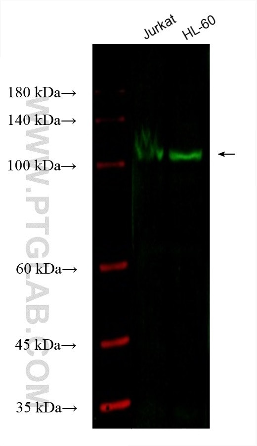 UNC13D Antibody in Western Blot (WB)
