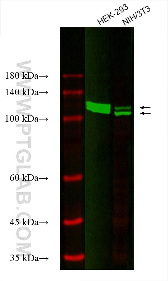 UBE1 Antibody in Western Blot (WB)