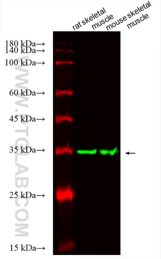 TPM4 Antibody in Western Blot (WB)