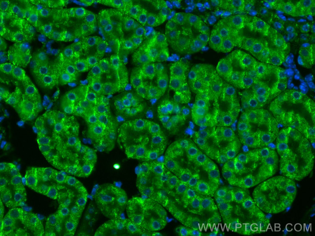 KL Antibody in Immunohistochemistry (PFA fixed) (IHC (PFA))