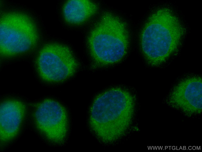 RALBP1 Antibody in Immunocytochemistry (ICC/IF)