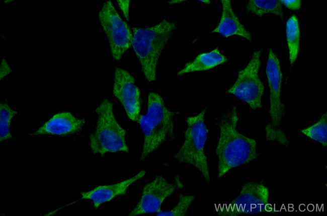 UGDH Antibody in Immunocytochemistry (ICC/IF)