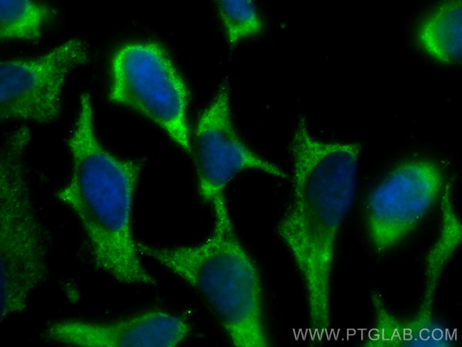 PSMG3 Antibody in Immunocytochemistry (ICC/IF)