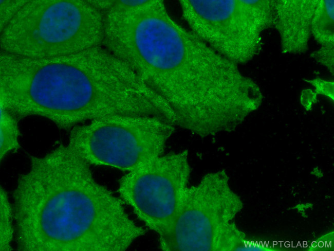 YWHAZ Antibody in Immunocytochemistry (ICC/IF)