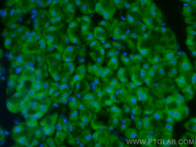 EIF3L Antibody in Immunohistochemistry (PFA fixed) (IHC (PFA))