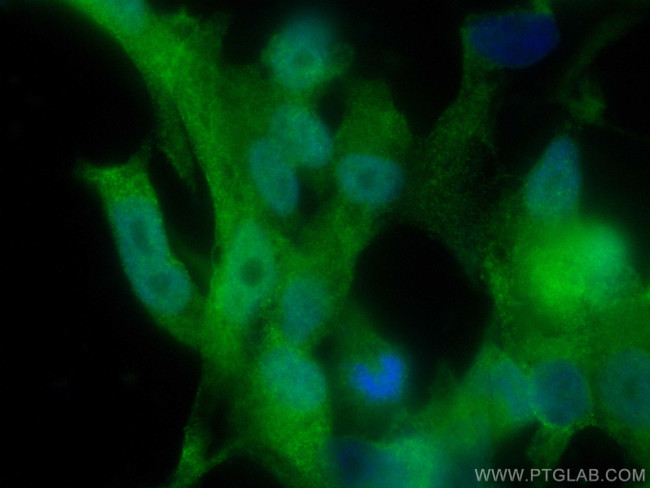 RUVBL1 Antibody in Immunocytochemistry (ICC/IF)