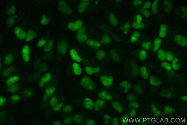 IFI16 Antibody in Immunocytochemistry (ICC/IF)