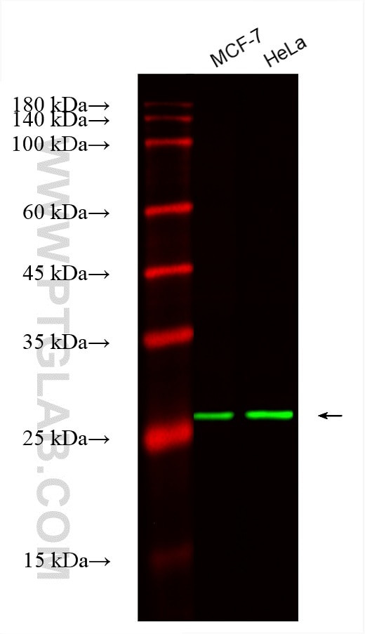 PSMA7 Antibody in Western Blot (WB)