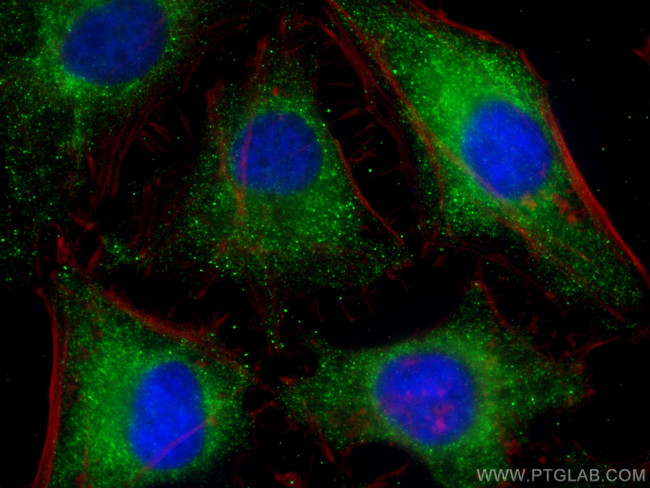 HAX1 Antibody in Immunocytochemistry (ICC/IF)