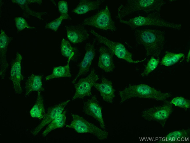 AGO2 Antibody in Immunocytochemistry (ICC/IF)