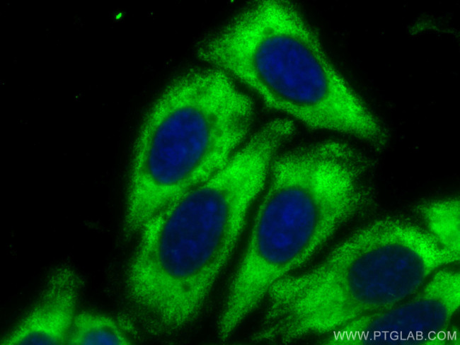 SHMT1 Antibody in Immunocytochemistry (ICC/IF)