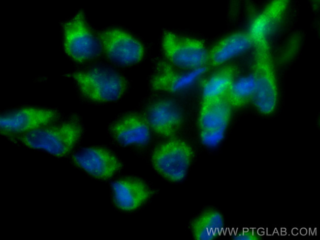 PIK3CD Antibody in Immunocytochemistry (ICC/IF)