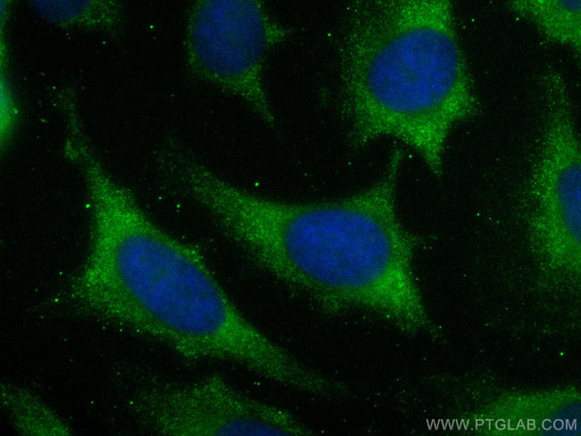 Annexin A11 Antibody in Immunocytochemistry (ICC/IF)