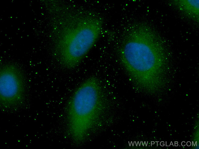 WNK1 Antibody in Immunocytochemistry (ICC/IF)