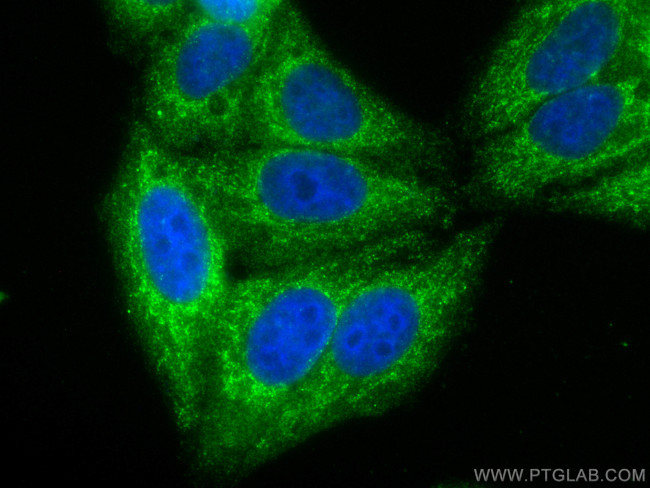 HIBCH Antibody in Immunocytochemistry (ICC/IF)