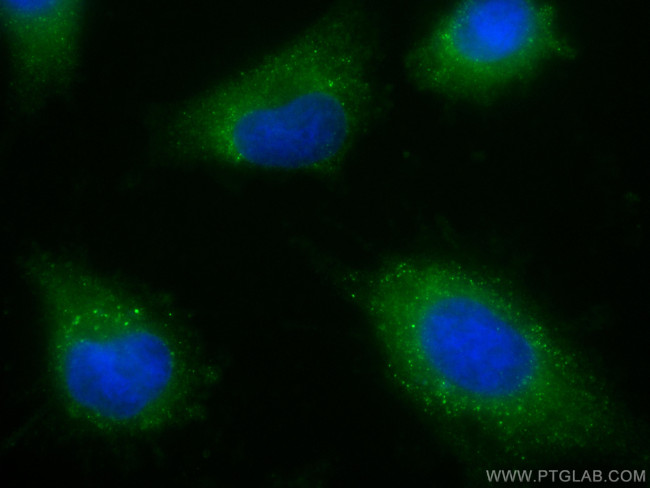 LANCL1 Antibody in Immunocytochemistry (ICC/IF)