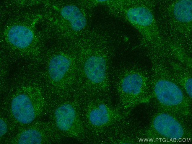 NF90/ILF3 Antibody in Immunocytochemistry (ICC/IF)