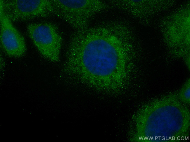 GPSM1 Antibody in Immunocytochemistry (ICC/IF)