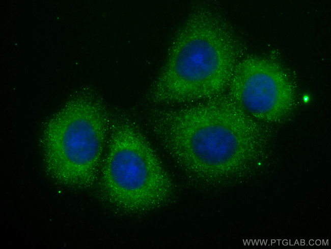 ABL1 Antibody in Immunocytochemistry (ICC/IF)