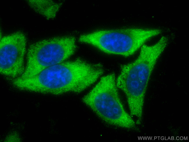 ZER1 Antibody in Immunocytochemistry (ICC/IF)