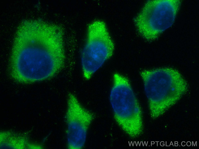 MOCS2 Antibody in Immunocytochemistry (ICC/IF)