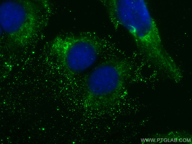 DNAJC21 Antibody in Immunocytochemistry (ICC/IF)