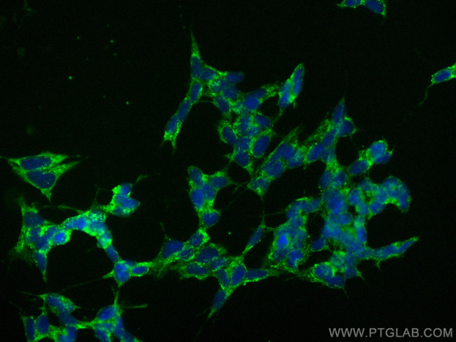 UNC13A Antibody in Immunocytochemistry (ICC/IF)