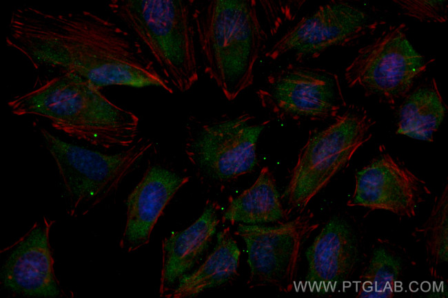 PEX19 Antibody in Immunocytochemistry (ICC/IF)