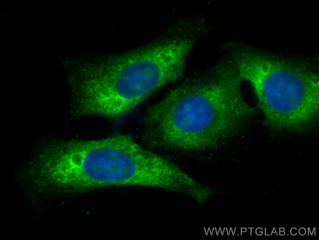 Ribosomal protein L4 Antibody in Immunocytochemistry (ICC/IF)