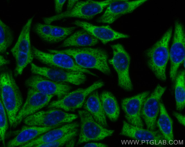 EEF1A1 Antibody in Immunocytochemistry (ICC/IF)