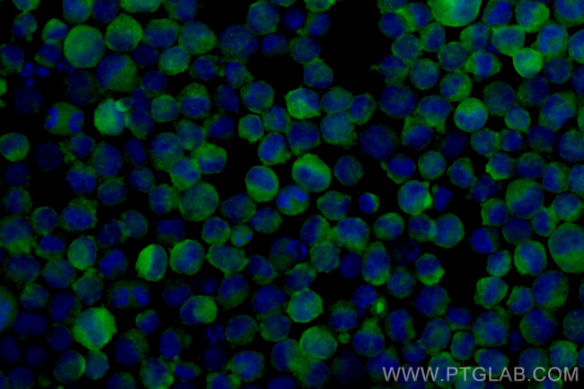 CD71 Antibody in Immunocytochemistry (ICC/IF)