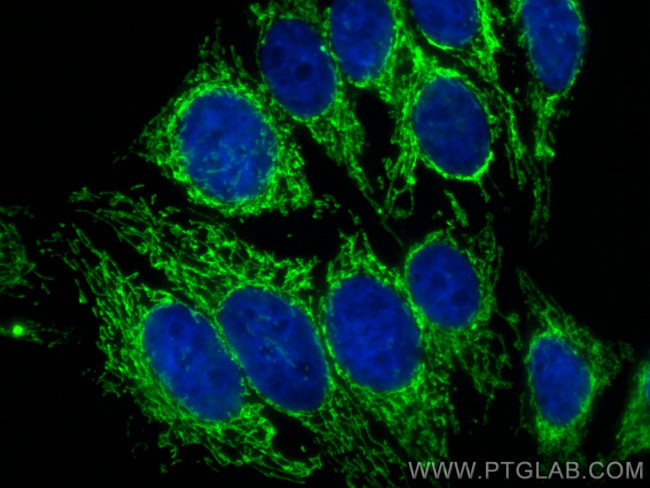 PRDX3 Antibody in Immunocytochemistry (ICC/IF)
