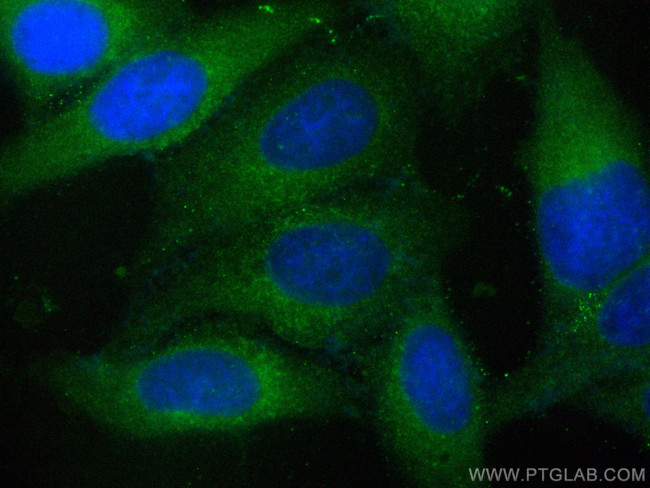 STX17 Antibody in Immunocytochemistry (ICC/IF)