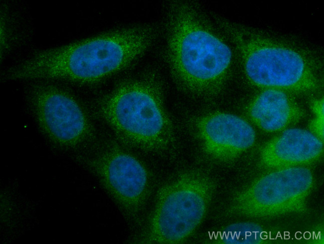 Calnexin Antibody in Immunocytochemistry (ICC/IF)