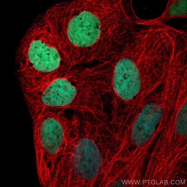 CDX2 Antibody in Immunocytochemistry (ICC/IF)