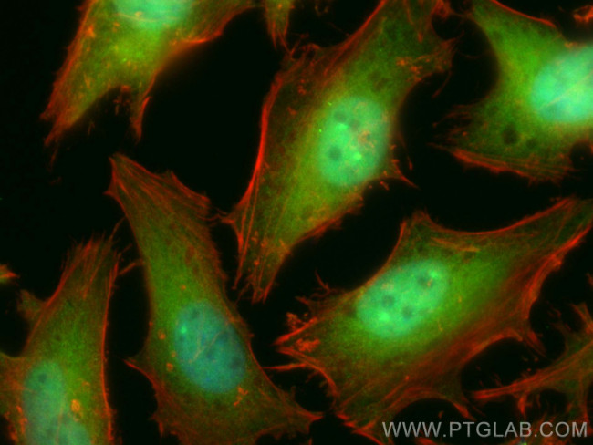 DNAJB1 Antibody in Immunocytochemistry (ICC/IF)