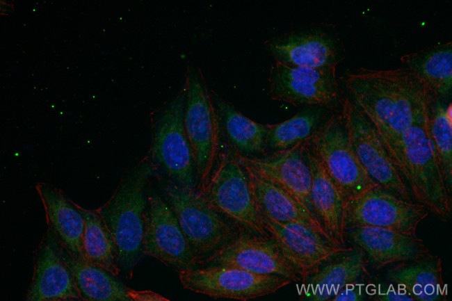 CISD2 Antibody in Immunocytochemistry (ICC/IF)
