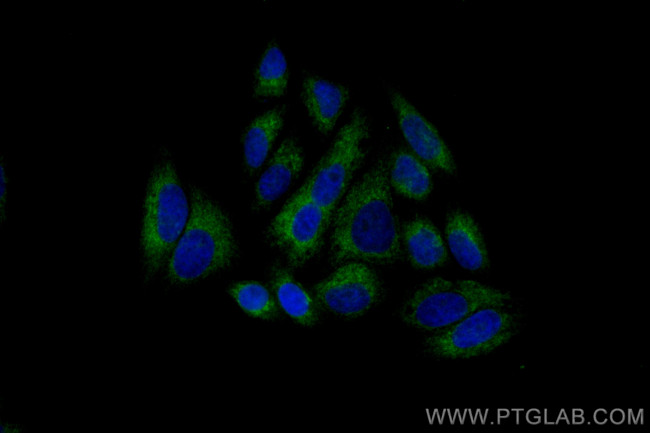 RRBP1 Antibody in Immunocytochemistry (ICC/IF)