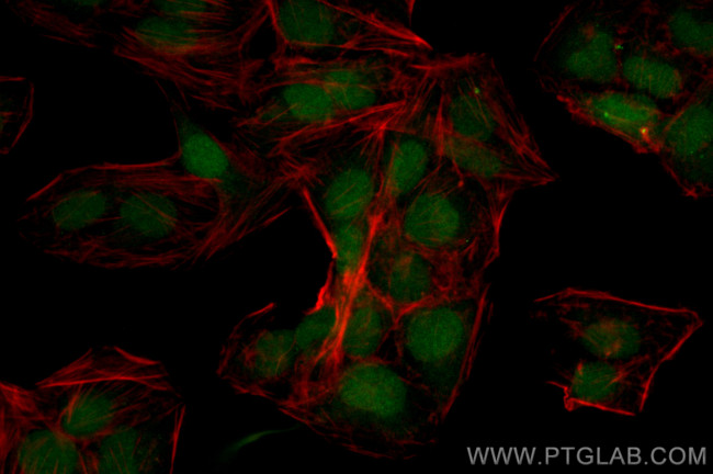 KPNA4 Antibody in Immunocytochemistry (ICC/IF)