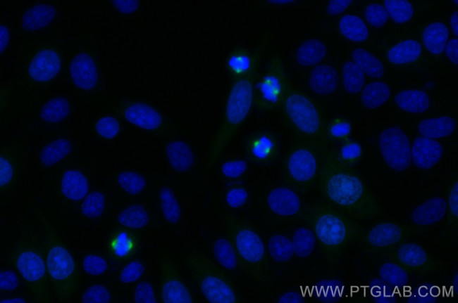 AURKA Antibody in Immunocytochemistry (ICC/IF)