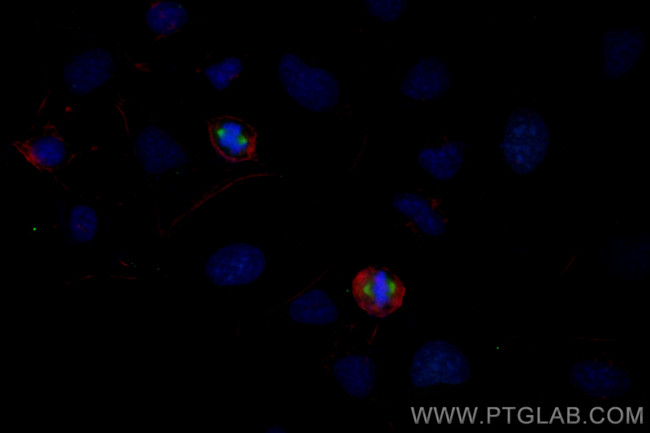 AURKA Antibody in Immunocytochemistry (ICC/IF)