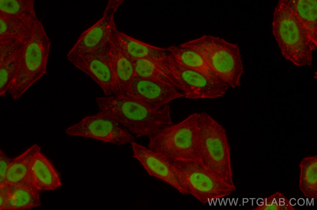 ZC3H11A Antibody in Immunocytochemistry (ICC/IF)