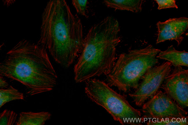 MYOF Antibody in Immunocytochemistry (ICC/IF)