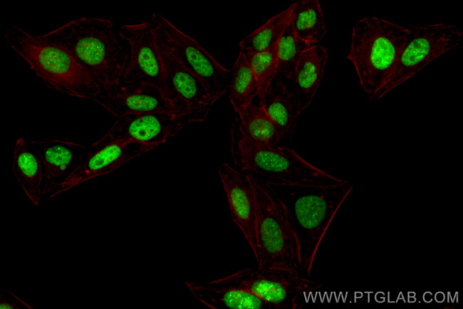 RORA Antibody in Immunocytochemistry (ICC/IF)