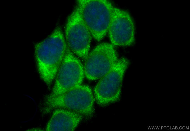 PI4KA Antibody in Immunocytochemistry (ICC/IF)