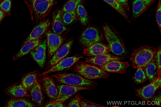 GPX4 Antibody in Immunocytochemistry (ICC/IF)